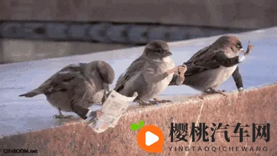 鸟真的会更喜欢在某些款式和颜色的车上拉屎吗？-3