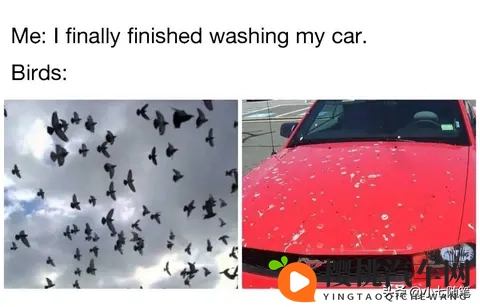 鸟真的会更喜欢在某些款式和颜色的车上拉屎吗？-1